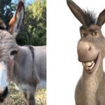 Perry, Donkey Who Inspired Shrek Character, Dead at 30