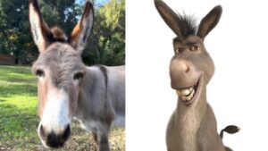 Perry, Donkey Who Inspired Shrek Character, Dead at 30