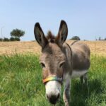 Perry the donkey has passed away aged 30