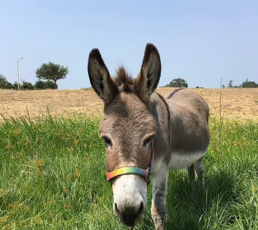 Perry the donkey has passed away aged 30