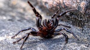 Sydney Funnel Web spider