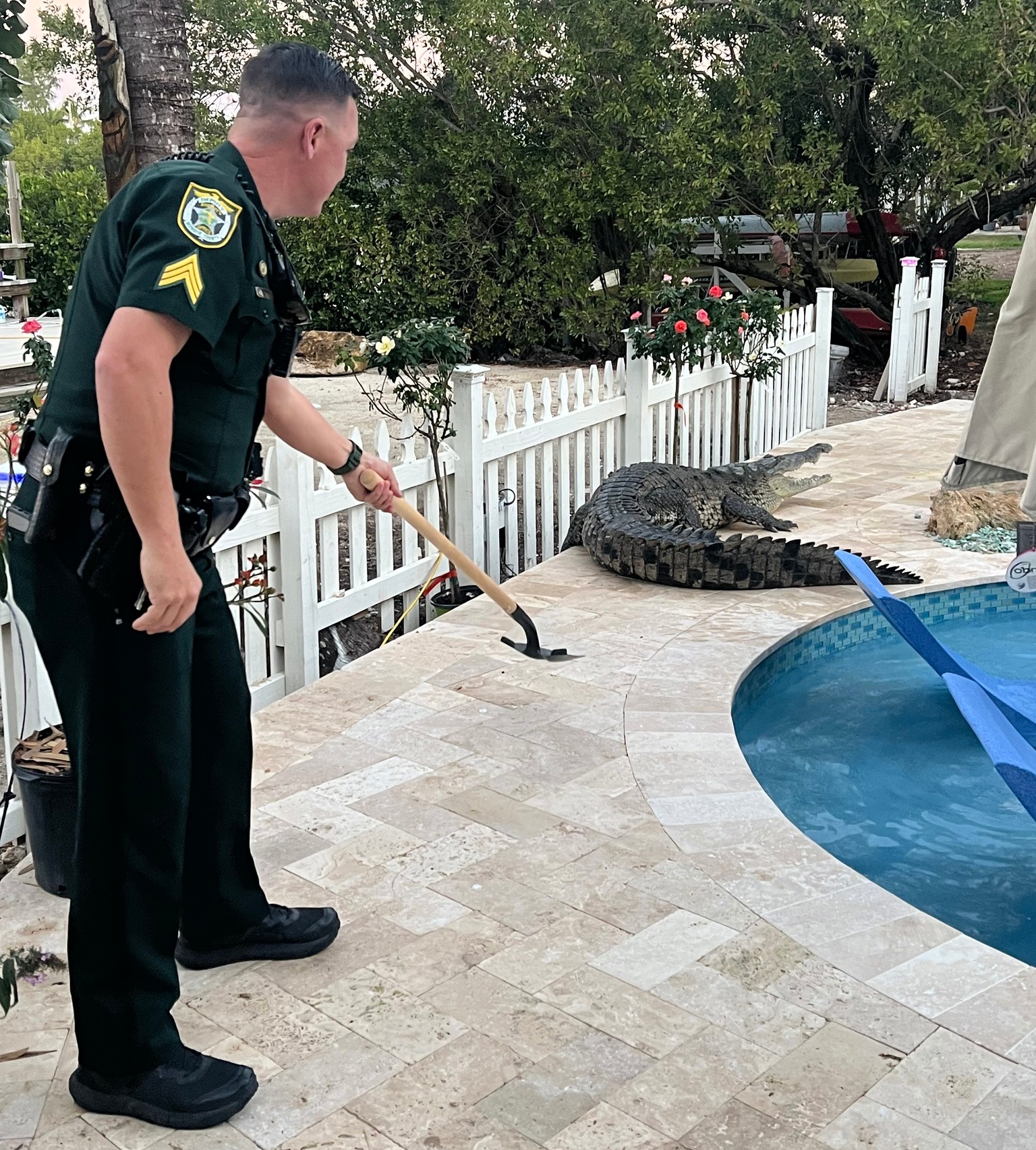 Florida crocodile takes over swimming pool in Key Largo removed by wildlife officers