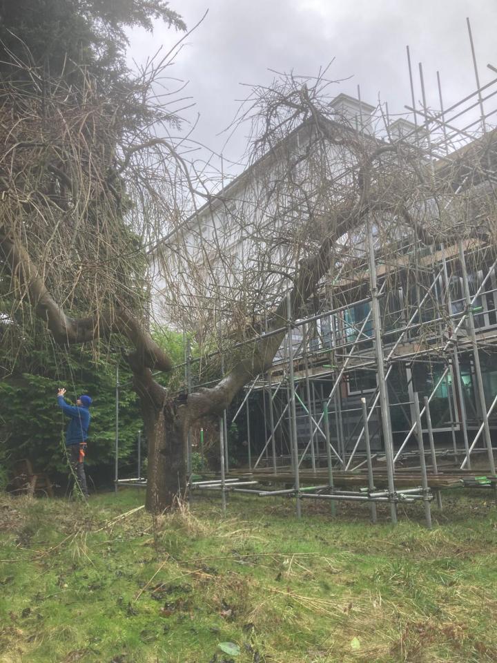 A person assessing a large tree near a house undergoing renovations.