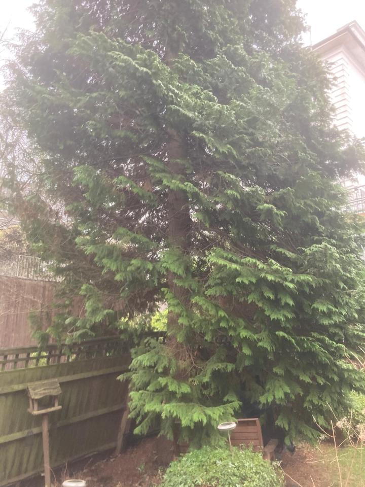 Large evergreen tree near a fence.