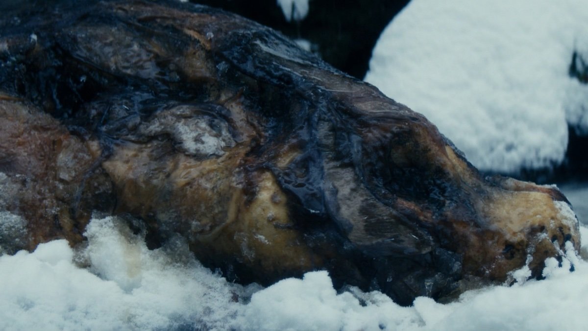 A weird dead animal covered in ice in the snow on Severance