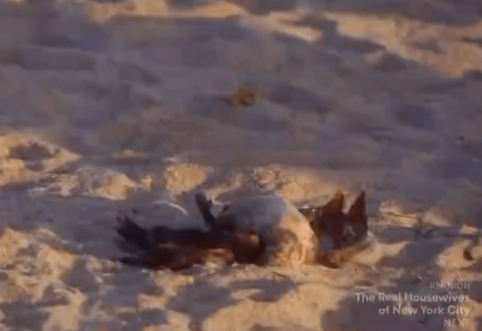 Dead bird on a beach.