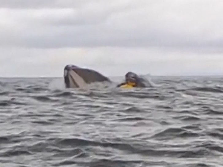 021325-humpback-whale-kayaker-3