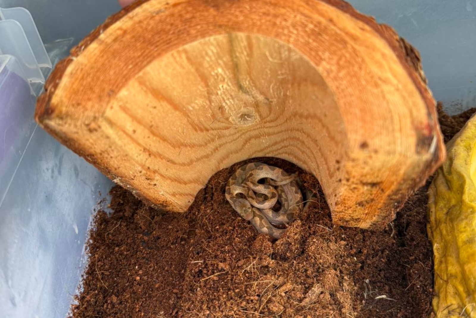 ornate cat-eyed snake from Ecuador