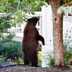 black bear standing up next to a house