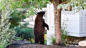 black bear standing up next to a house