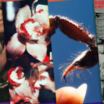 8 New Albums to Stream Today: Sharon Van Etten, Squid