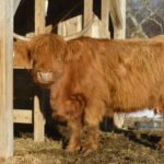 Adorable Scottish Highland Cow Terrorizes Connecticut Town