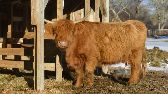 Adorable Scottish Highland Cow Terrorizes Connecticut Town