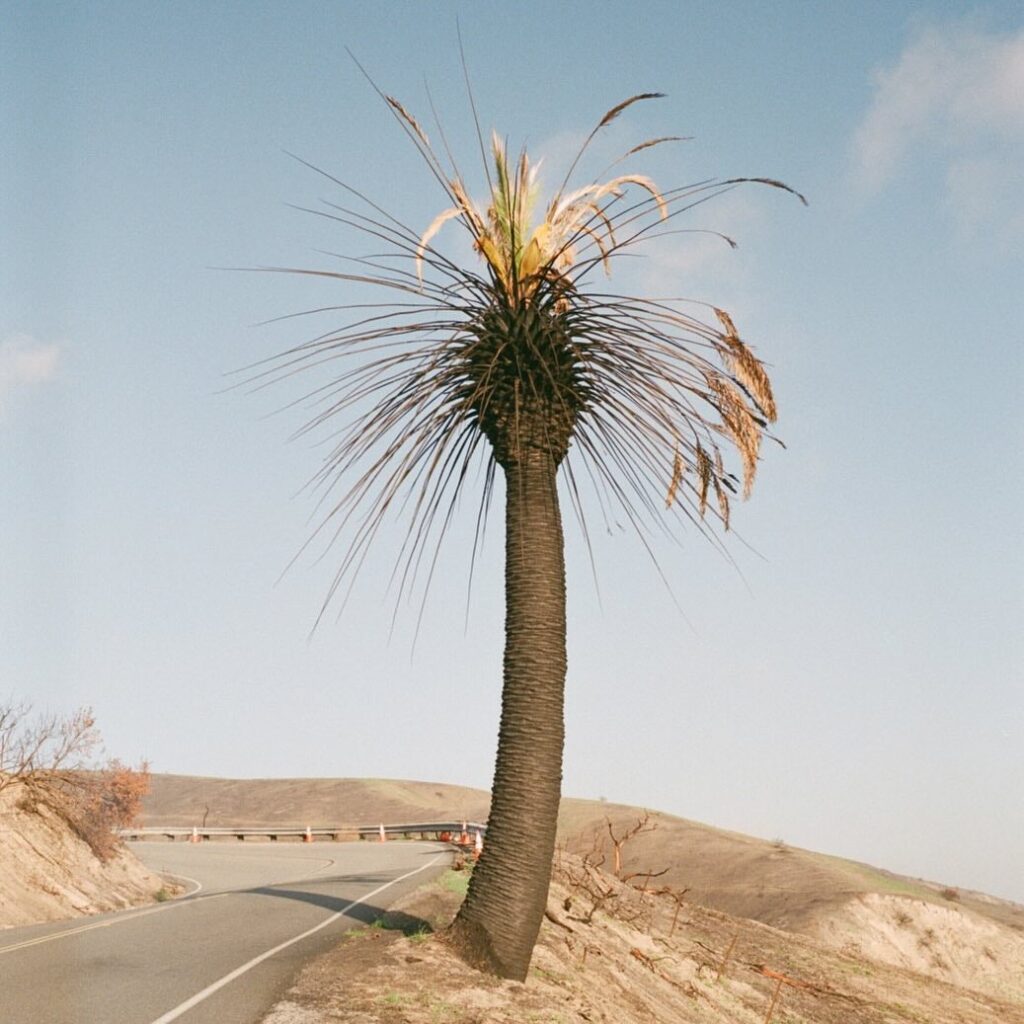 Big Thief Passional Relations EP