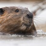 large beaver swimming in icy water