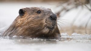 large beaver swimming in icy water