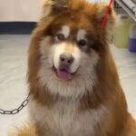 Aite, the beloved Alaskan malamute who died during Pan Hong's livestream.