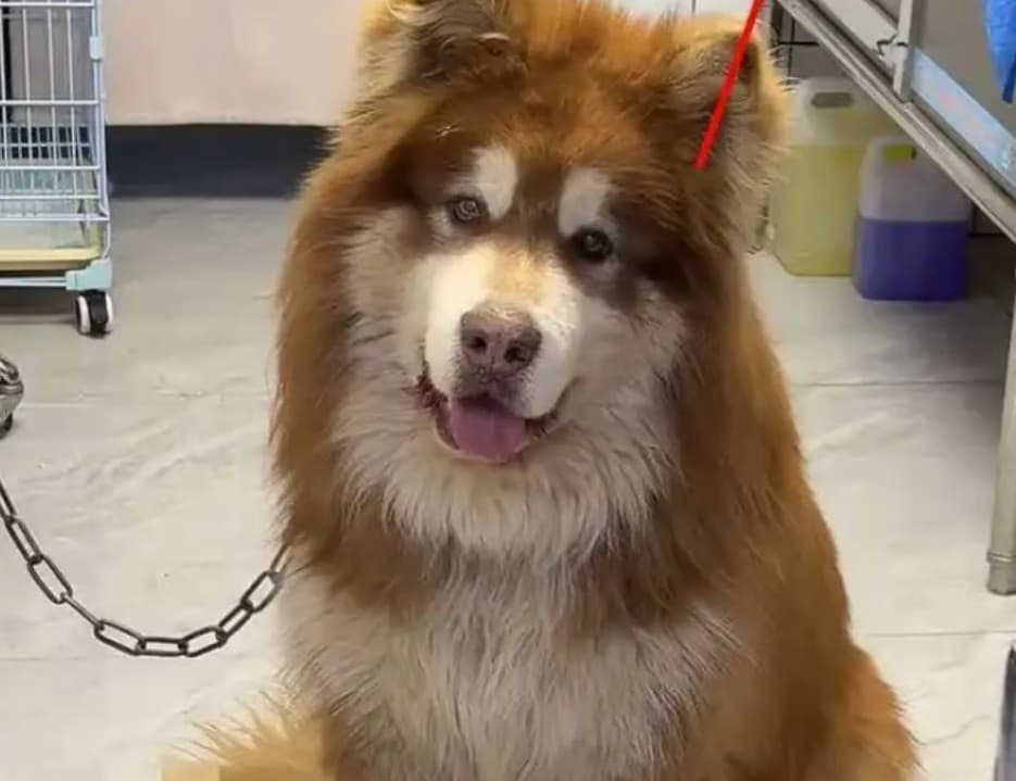 Aite, the beloved Alaskan malamute who died during Pan Hong's livestream.