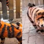 Chinese zoo paints dogs as tigers in viral attempt to attract visitors