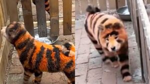 Chinese zoo paints dogs as tigers in viral attempt to attract visitors