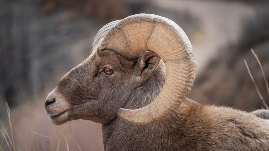 Colorado bighorn sheep up close