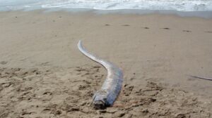 oarfish on beach