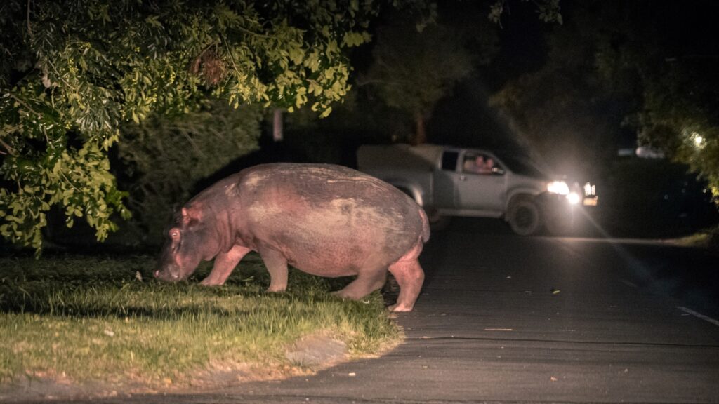 hippos in Saint Lucia South Africa walking around