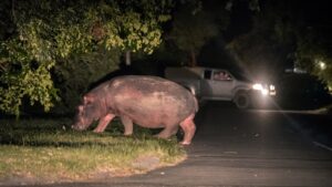 hippos in Saint Lucia South Africa walking around