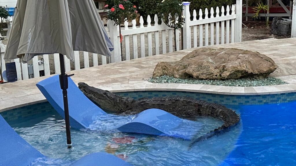 Florida crocodile takes over swimming pool in Key Largo removed by wildlife officers