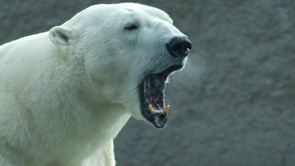 polar bear growling in the Arctic