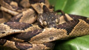 Ornate cate-eyed snake from the Ecuadorian Amazon rainforest