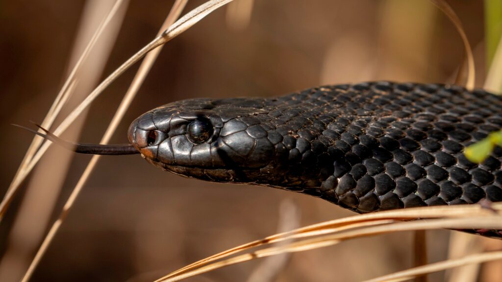 a venomous red-bellied black snake in Sydney, Australia