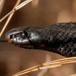 a venomous red-bellied black snake in Sydney, Australia