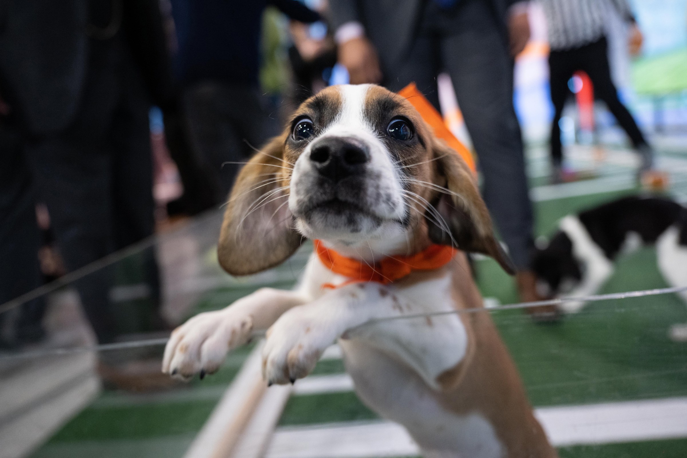 TODAY -- Pictured: Puppy Bowl on Thursday, February 9, 2023 -- (Photo by: Nathan Congleton/NBC via Getty Images)