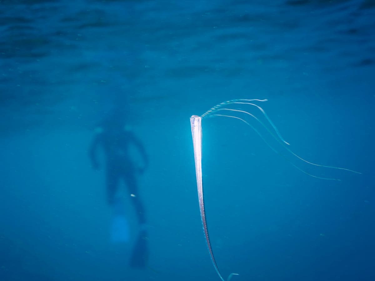 The 'fish of the end of the world" surfaces, sparking concerns about disasters