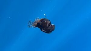 TikTokers are sobbing over viral anglerfish that reached the surface