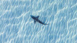 shark swimming in clear Caribbean water