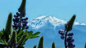 Mt Spurr in Nikiski Alaska with Purple Lupine