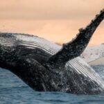 humpback whale breaching