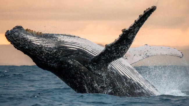 humpback whale breaching