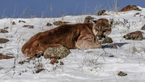 rare Yellowstone mountain lion in the snow