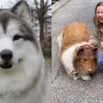 YouTuber who spent $14K to “transform” into dog opens zoo where people become animals