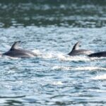 dolphins swim through Howe Sound in British Columbia