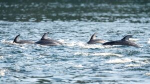 dolphins swim through Howe Sound in British Columbia