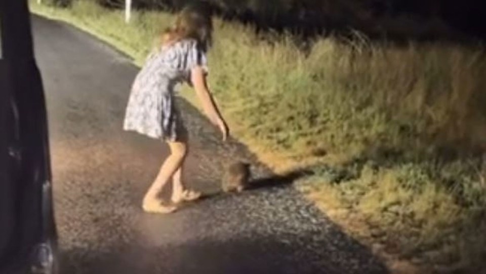 Woman picking up baby wombat on a road.