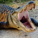 alligator with mouth open