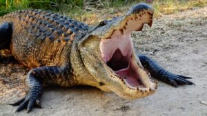 alligator with mouth open