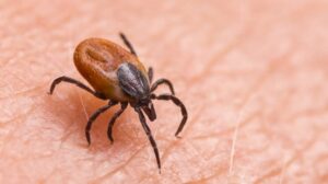 black legged deer tick on human skin