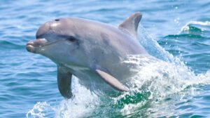 Dolphin jumping out of water