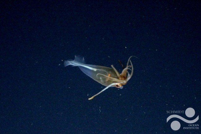 glacial-glass-squid